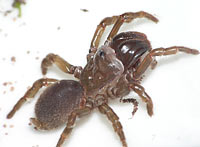 Atypus affinis