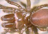 Atypus affinis