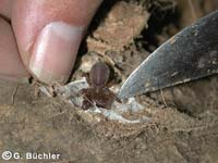 Atypus affinis