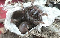 Atypus affinis