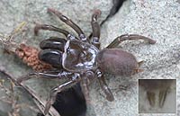 Atypus affinis