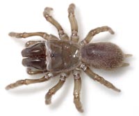 Atypus affinis
