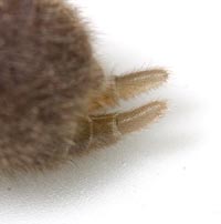 Atypus affinis