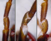 Atypus affinis