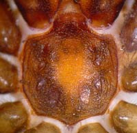 Atypus affinis