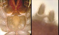 Atypus affinis