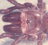 Atypus piceus