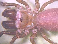 Atypus piceus