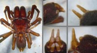 Atypus piceus