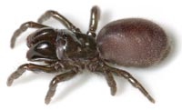Atypus piceus