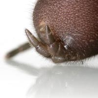 Atypus piceus