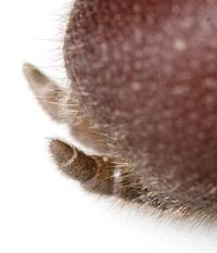 Atypus piceus