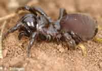 Atypus piceus