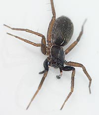 Aulonia albimana