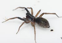 Aulonia albimana