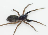 Aulonia albimana