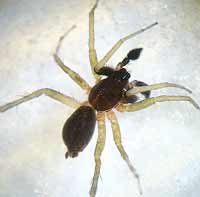 Aulonia albimana