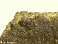 Ballus rufipes
