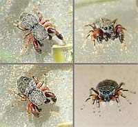 Ballus rufipes