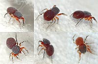 Ballus rufipes