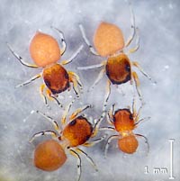 Ballus rufipes