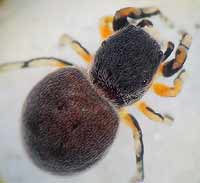 Ballus rufipes