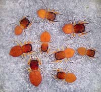 Ballus rufipes