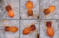Ballus rufipes
