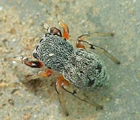 Ballus rufipes