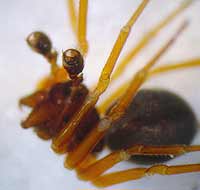 Baryphyma pratense