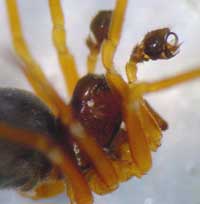 Baryphyma pratense