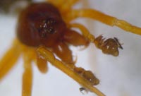 Baryphyma pratense