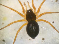Baryphyma pratense
