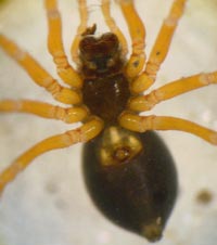 Baryphyma pratense