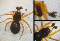 Baryphyma pratense