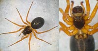 Baryphyma pratense