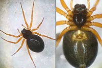Baryphyma pratense