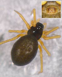 Baryphyma trifrons