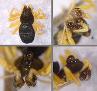 Baryphyma trifrons
