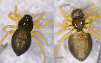 Baryphyma trifrons