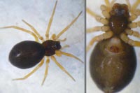 Baryphyma trifrons