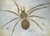 Bathyphantes approximatus