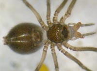 Bathyphantes approximatus