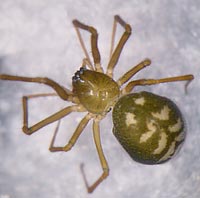 Bathyphantes gracilis