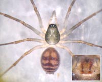 Bathyphantes gracilis