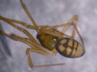 Bathyphantes gracilis