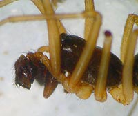 Bathyphantes nigrinus