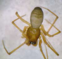 Bathyphantes parvulus