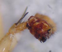 Bolyphantes alticeps