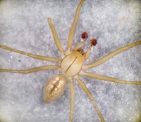 Bolyphantes alticeps